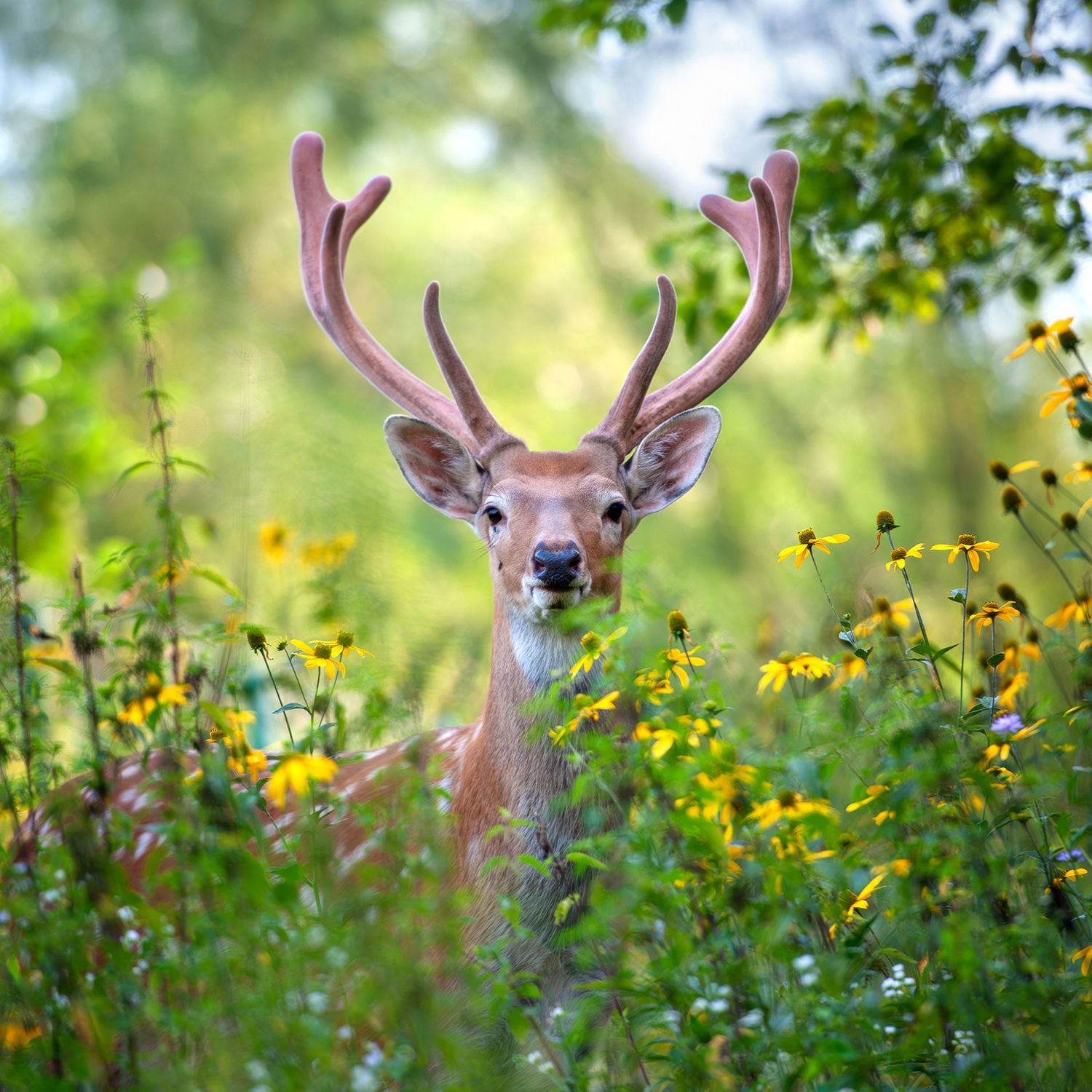 Kentucky Whitetail Deer Season Green River Lake State Park